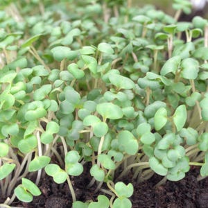 Kale, Cabbage & Arugula Microgreen Seeds - Organic - Non Gmo Microgreen Seeds - Heirloom Seeds - Fresh USA Garden Seeds - Grow Microgreens