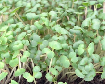 May include: Close-up of a tray of freshly sprouted microgreens. The greens are a vibrant green and have a delicate, feathery texture.