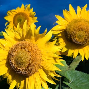 Semillas de girasol de aceite negro - Semillas orgánicas y no transgénicas - Semillas de flores tradicionales - Semillas frescas cultivadas en EE. UU. - ¡Cultive sus propias flores en casa!