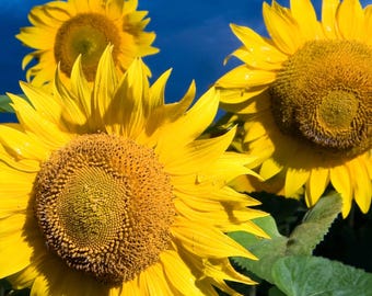 Black Oil Sunflower Seeds - Organic & Non Gmo Seeds - Heirloom Flower Seeds - Fresh USA Grown Seeds