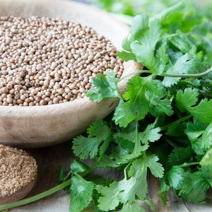 Coriander Seeds - Organic & Non Gmo Coriander Seeds - Heirloom Seeds - Fresh USA Grown Seeds - Grow Your Own Fresh Herbs At Home!