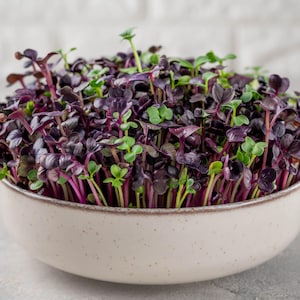 Rettich Microgreen Samenmischung: 5 biologische Erbstücksorten
