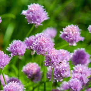 Garlic Chive Seeds - Organic & Non Gmo Herb Seeds - Heirloom Seeds – USA Grown Seeds - Grow Your Own Fresh Garlic Chives Right At Home!