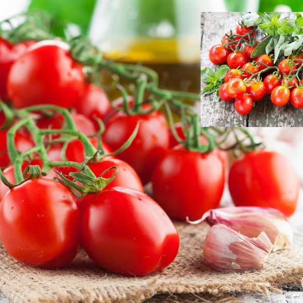 Cherry Tomato Seeds - Organic & Non Gmo Tomato Seeds - Heirloom Seeds - Fresh USA Grown Seeds - Grow Your Own Fresh Cherry Tomatoes At Home!