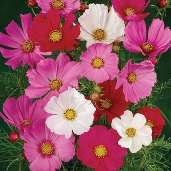 Cosmos Flower Seeds - Organic & Non Gmo Flower Seeds - Heirloom Flower Seeds - Fresh USA Grown Seeds - Grow Your Own Flowers At Home!