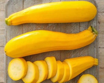 Golden Zucchini Seeds - Organic & Non Gmo Zucchini Seeds - Heirloom Seeds - Fresh USA Grown Seeds - Grow Your Own Zucchini At Home!