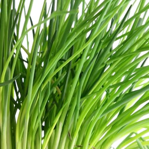 Chive Seeds - Organic & Non Gmo Chive Seeds - Heirloom Herb Seeds - Fresh USA Grown Seeds - Grow Your Own Fresh Chives Right At Home!