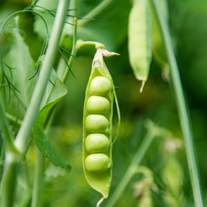 Sementes de ervilha do Alasca - Sementes de ervilha orgânicas e não transgênicas - Sementes tradicionais - Sementes frescas cultivadas nos EUA - Cultive suas próprias ervilhas frescas em casa