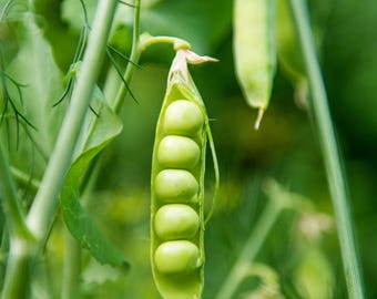 Sementes de ervilha do Alasca - Sementes de ervilha orgânicas e não transgênicas - Sementes tradicionais - Sementes frescas cultivadas nos EUA - Cultive suas próprias ervilhas frescas em casa
