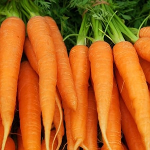 Imperator Carrots Seeds - Great For Juicing - Organic & Non Gmo Carrot Seeds - Heirloom Seeds – Vegetable Seeds - USA Garden Seeds