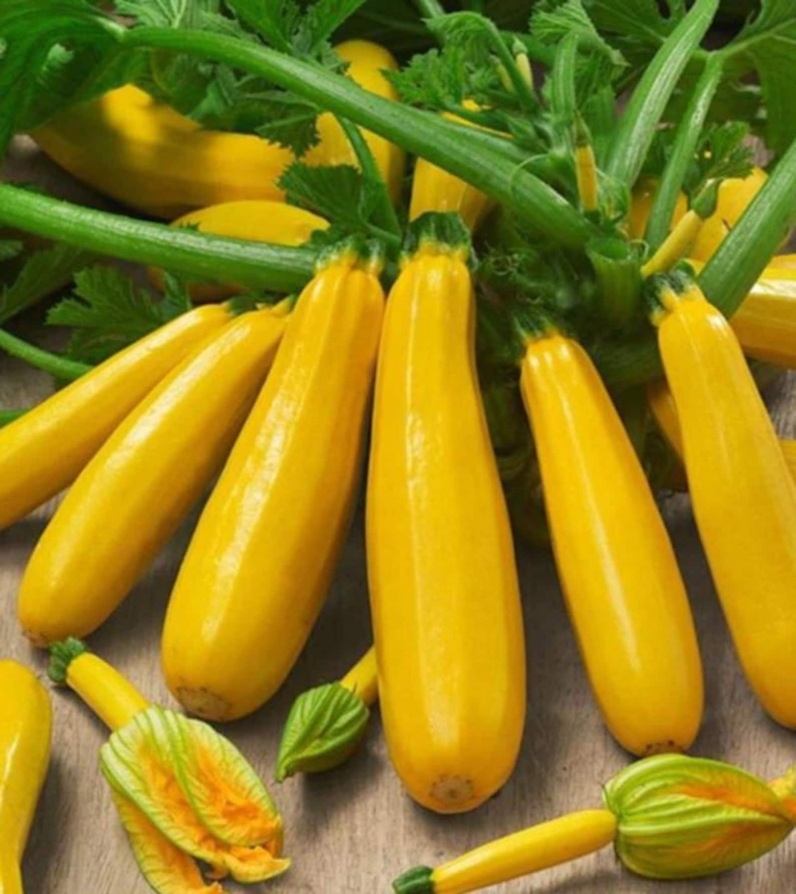 Golden Zucchini Seeds Organic Non Gmo Heirloom Seeds | Etsy