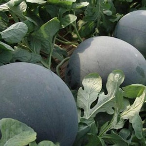 Black Diamond Watermelon Seeds - Organic & Non Gmo Seeds - Heirloom Fruit Seeds - Fresh USA Grown Seeds - Grow Your Own Food At Home!