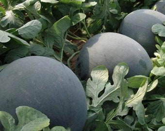 Graines de pastèque Black Diamond - Graines biologiques et sans OGM - Graines de fruits anciens - Graines fraîches cultivées aux États-Unis - Faites pousser votre propre nourriture à la maison !