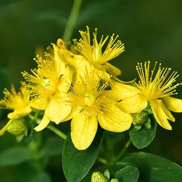 St. John's Wort Seeds - Non Gmo - Heirloom Seeds – Grow Your Own Herbs At Home! - Fast Growing Variety!