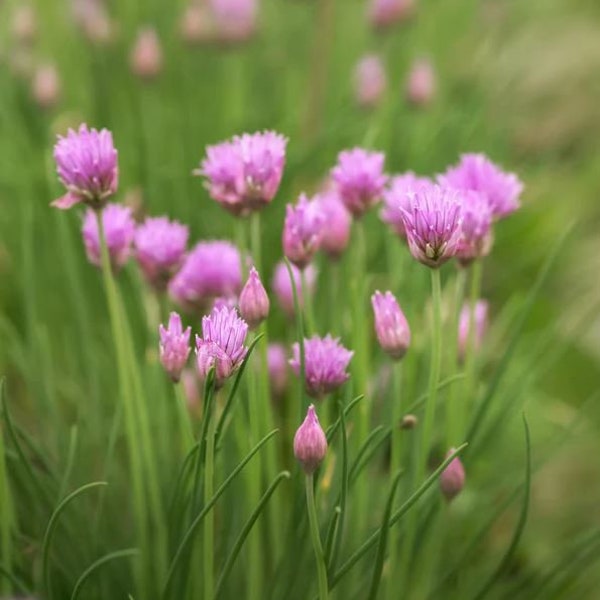 Garlic Chive Seeds - Organic & Non Gmo Herb Seeds - Heirloom Seeds – USA Grown Seeds - Grow Your Own Fresh Garlic Chives Right At Home!