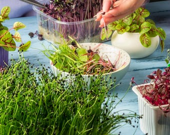 Kale, Cilantro & Spinach Microgreen Seed Blend - Organic - Non Gmo - Heirloom Seeds – Microgreen Seeds - USA Garden Seeds