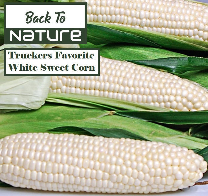 Truckers Favorite White Sweet Corn Seeds Organic Non Gmo Etsy