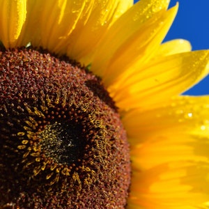 Skyscraper Sunflower Seeds - Grow Huge Sunflowers At Home - Heirloom Seeds - Massive Sunflowers