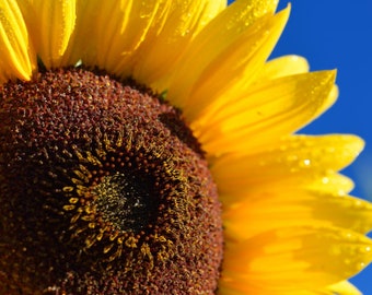 Semillas de girasol Skyscraper - Orgánicas y sin OMG - Heirloom - Cultiva girasoles gigantes en casa