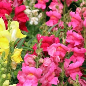 Snapdragon Beautiful Flower Seed Blend - Organic & Non Gmo - Heirloom Seeds - Fresh USA Grown Seeds - Grow Your Own Flowers At Home!
