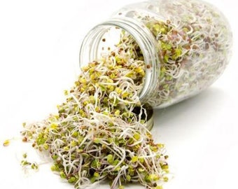 May include: A glass jar filled with sprouted seeds, with some of the seeds spilling out onto a white surface. The sprouts are a mix of green, white, and red.