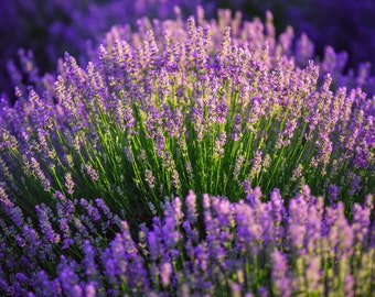 Lavender Seeds - Organic & Non Gmo Lavender Seeds - Vera English Variety - Grow Your Own Fresh Lavender At Right Home - Fresh USA Grown