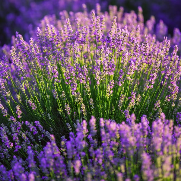 Lavender Seeds - Organic & Non Gmo Lavender Seeds - Vera English Variety - Grow Your Own Fresh Lavender At Right Home - Fresh USA Grown