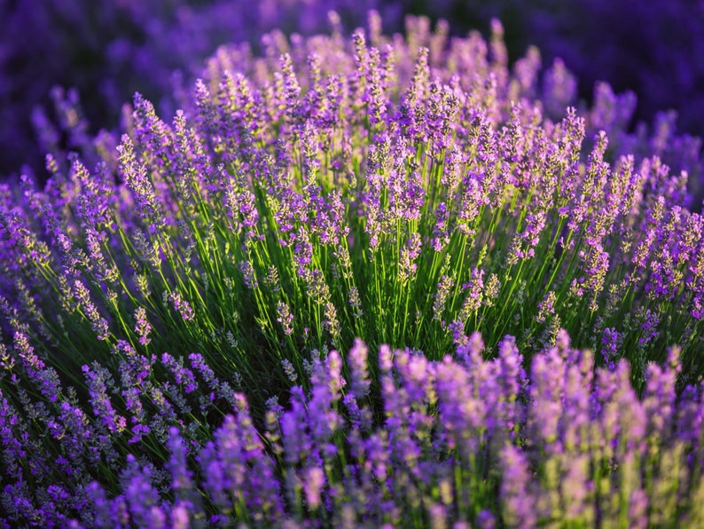 May include: A field of purple lavender flowers in bloom. The flowers are in focus, while the background is blurred.
