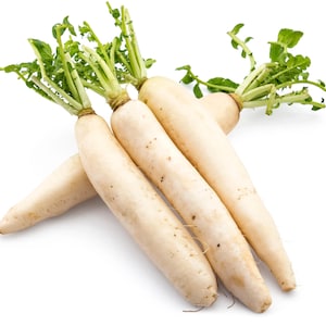 Daikon Radish Seeds - Organic & Non Gmo Radish Seeds - Heirloom Seeds - Fresh USA Grown Seeds - Grow Your Own Radish At Home!
