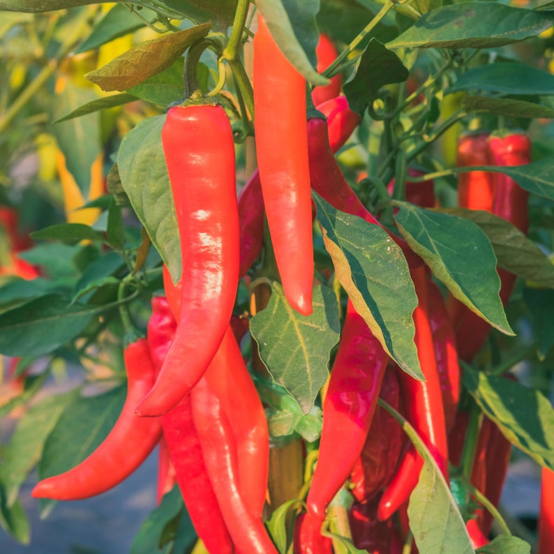 May include: Close-up of vibrant red chili peppers growing on a plant. The peppers are long and slender, with a glossy surface, surrounded by green leaves. The image is well-lit, highlighting the colors and textures of the peppers and foliage.