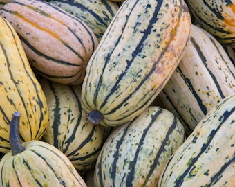Sementes de abóbora Delicata - Sementes de abóbora orgânicas e não transgênicas - Sementes tradicionais - Sementes frescas cultivadas nos EUA - Cultive sua própria abóbora em casa!