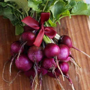 Purple Stem Radish Seeds - Organic & Non Gmo Radish Seeds - Heirloom Seeds - Fresh USA Grown Seeds - Grow Your Own Purple Radishes