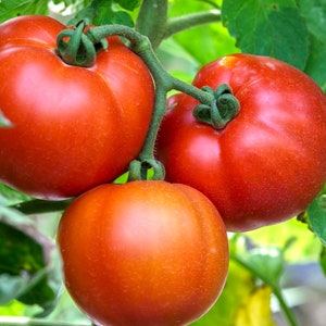 Beefsteak Tomato Seeds - Organic & Non Gmo Tomato Seeds - Heirloom Tomato Seeds - Fresh USA Grown Seeds - Grow Your Own Tomatoes At Home!