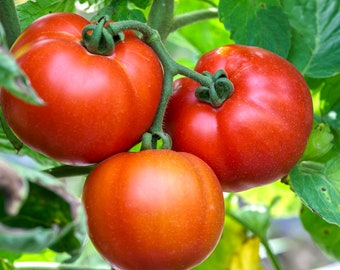 Beefsteak Tomato Seeds - Organic & Non Gmo Tomato Seeds - Heirloom Tomato Seeds - Fresh USA Grown Seeds - Grow Your Own Tomatoes At Home!