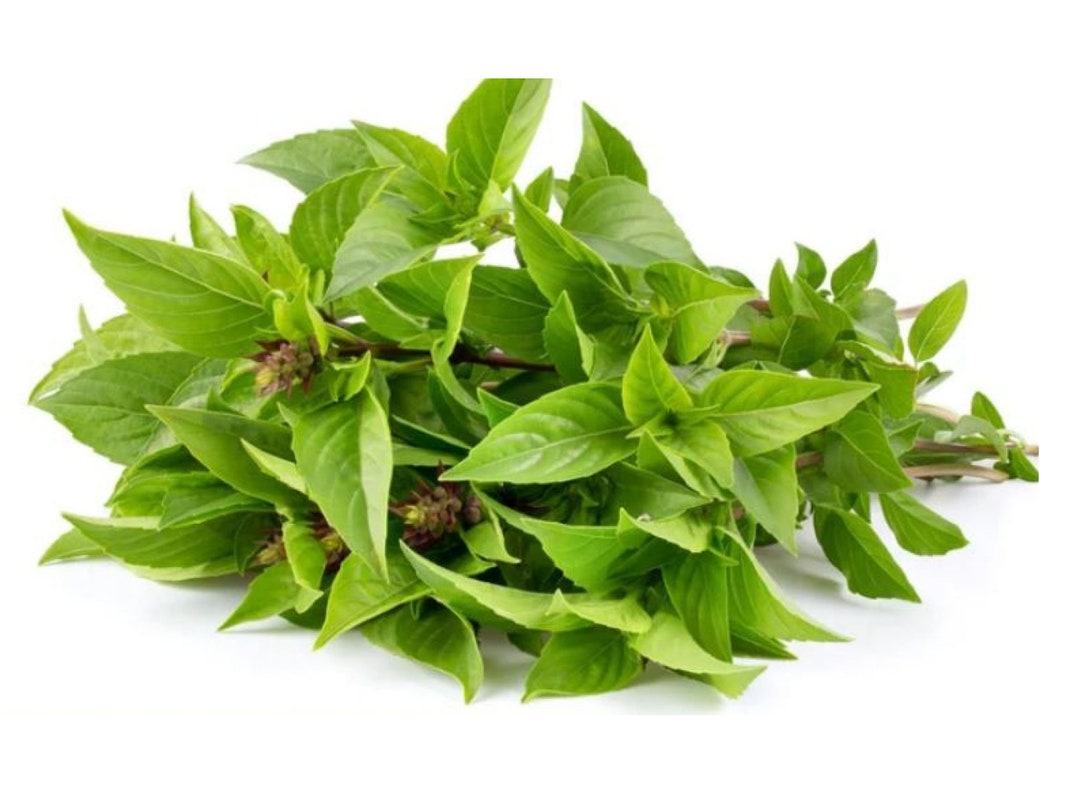 Cinnamon Basil Seeds Organic & Non Gmo Basil Seeds Heirloom Seeds Fresh