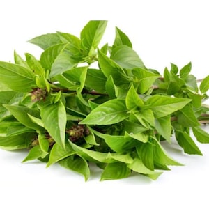 Cinnamon Basil Seeds - Organic & Non Gmo Basil Seeds - Heirloom Seeds - Fresh USA Grown Seeds - Grow Your Own Fresh Basil At Home!