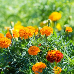 Semillas de flores de caléndula - Semillas de caléndula orgánicas y no transgénicas - Semillas tradicionales - Variedad de flores Sparky Mix - USA Garden Seeds - Cultiva flores