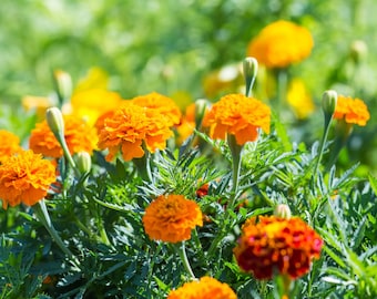 May include: A close-up of a patch of orange marigold flowers in bloom. The flowers are surrounded by green leaves and stems.