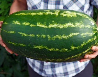 Giant Watermelon Seeds - Organic & Non Gmo Watermelon Seeds - Heirloom Seeds - Fresh USA Grown Seeds - Grow Your Own Watermelon At Home!