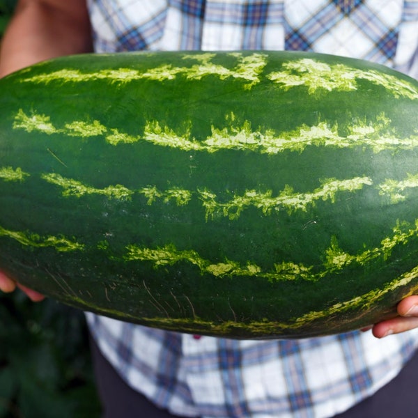 Graines de pastèque géantes - Graines de pastèque biologiques et sans OGM - Graines Heirloom - Graines fraîchement cultivées aux États-Unis - Faites pousser votre propre pastèque à la maison !