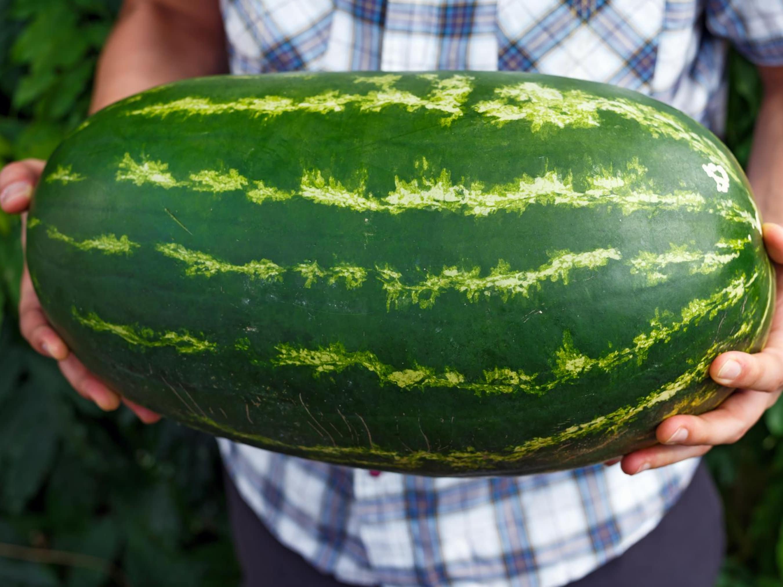 Giant Watermelon Seeds Organic & Non Gmo Watermelon Seeds Etsy