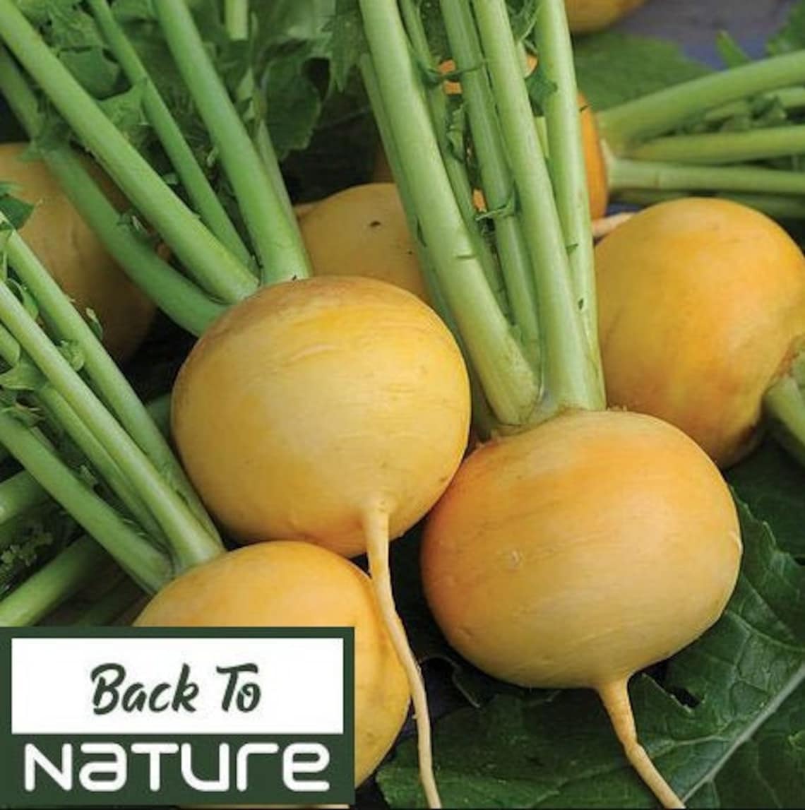 Golden Turnips Seeds Seeds Organic Non Gmo Heirloom Etsy
