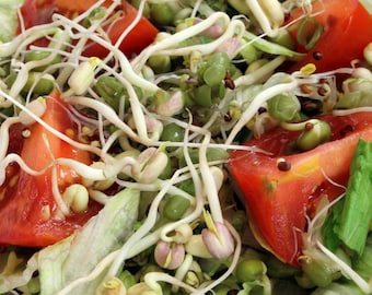 May include: A close-up of a salad with fresh green sprouts, red tomato slices, and lettuce.