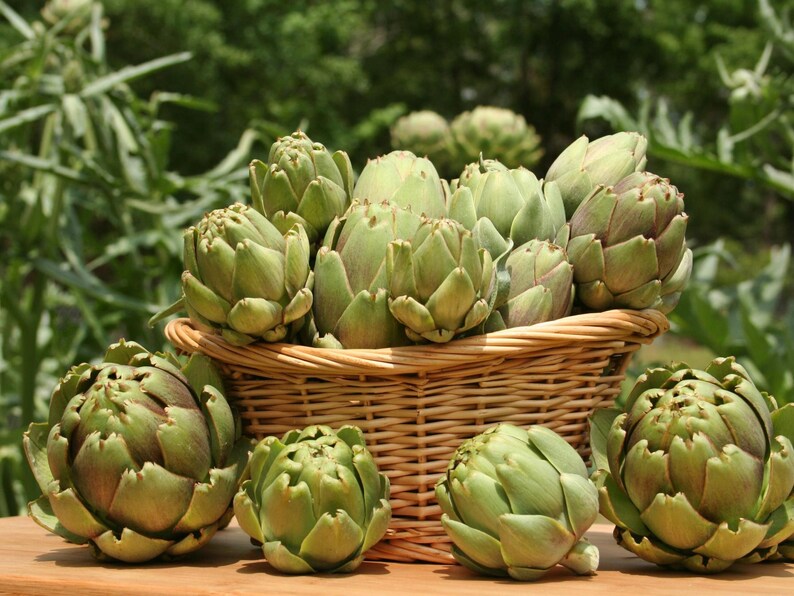 Green Globe Artichoke Seeds Organic Non Gmo Heirloom Etsy