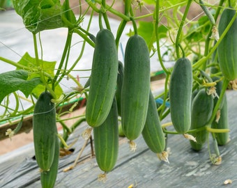 Marketer Cucumber Seeds - Organic & Non Gmo Cucumber Seeds - Heirloom Seeds - Fresh USA Grown Seeds - Grow Your Own Cucumbers At Home!