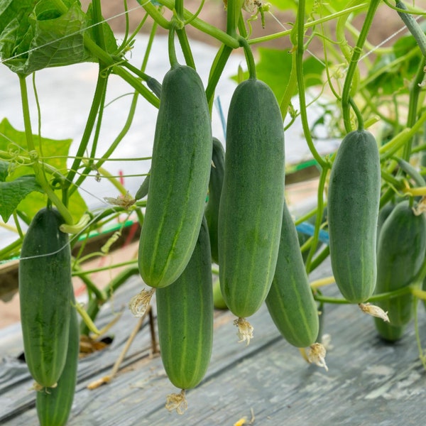 Marketer Cucumber Seeds - Organic & Non Gmo Cucumber Seeds - Heirloom Seeds - Fresh USA Grown Seeds - Grow Your Own Cucumbers At Home!