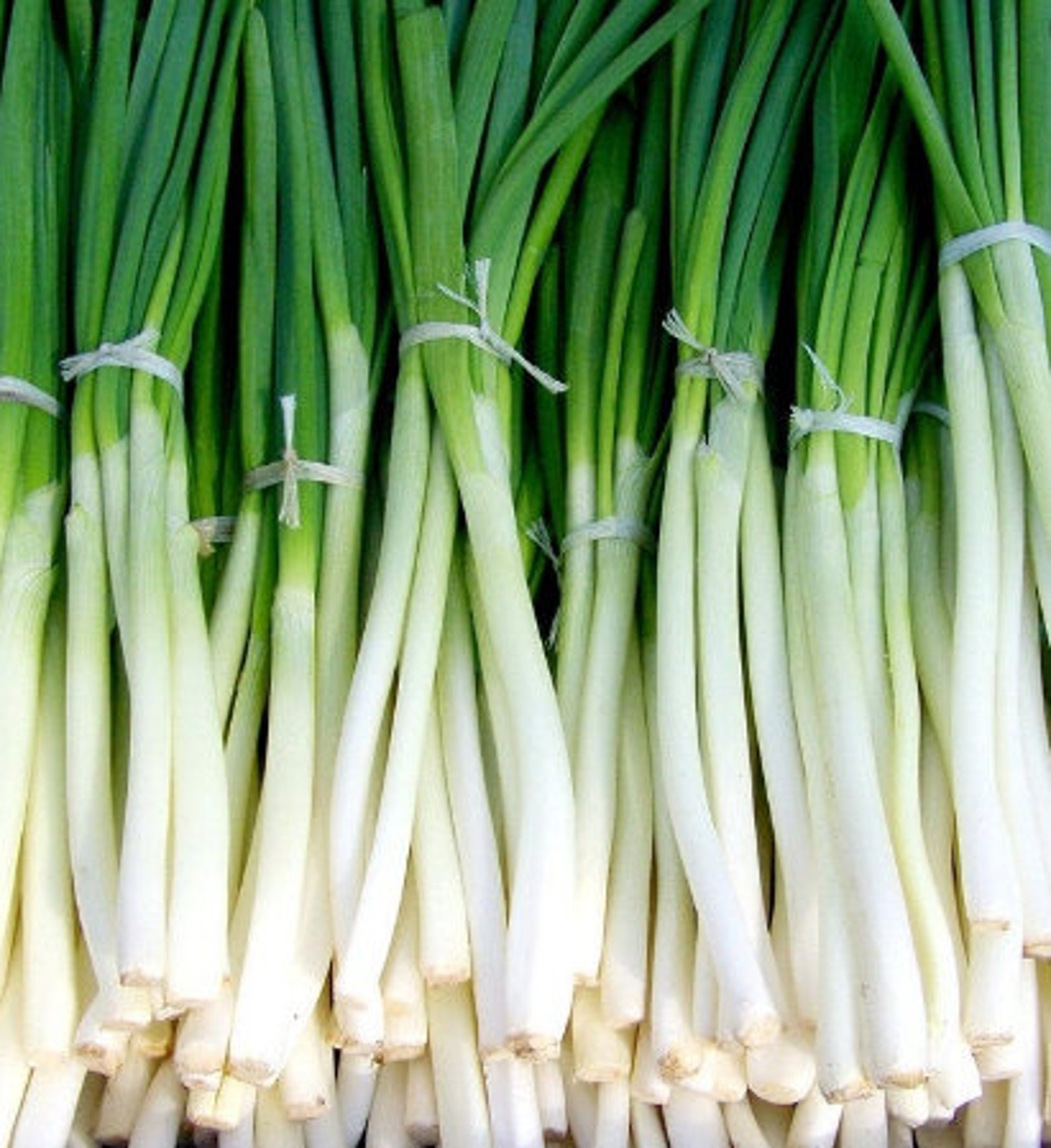 Evergreen Bunching Green Onion Seeds Organic Non Gmo Etsy
