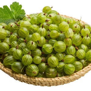 Organic Gooseberry Seeds - Indian Gooseberry Seeds - Amla Phyllanthus Emblica - Heirloom Seeds - Fresh USA Grown Seeds