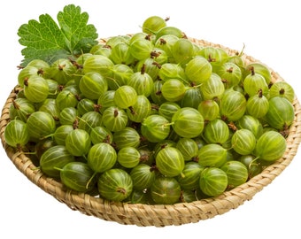 Organic Gooseberry Seeds - Indian Gooseberry Seeds - Amla Phyllanthus Emblica - Organic & Non Gmo - Heirloom Seeds - Fresh USA Grown Seeds