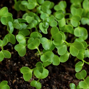 Crimson Clover Microgreen Seeds - Organic & Non Gmo Clover Seeds - Heirloom Seeds – Microgreen Seeds - USA Garden Seeds - Grows Fast!